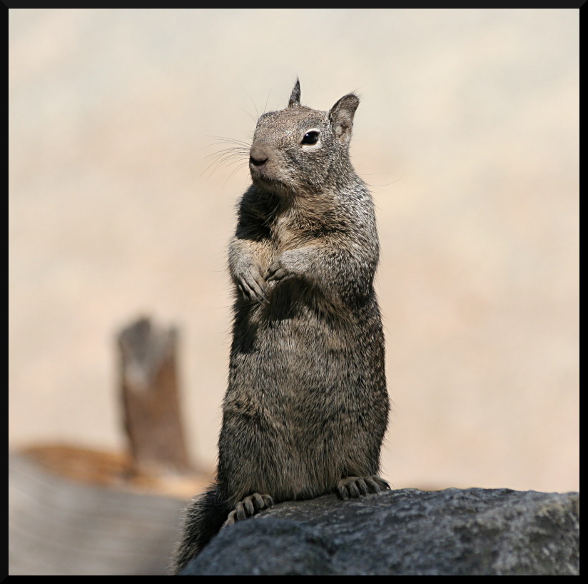 Scoiattolo, bipede allo Yosemite Natl Park