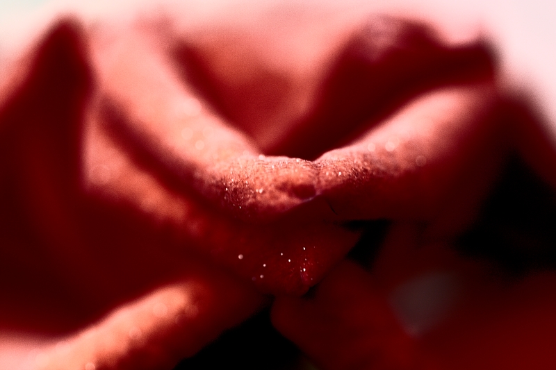 La Sensazione Del Fiore