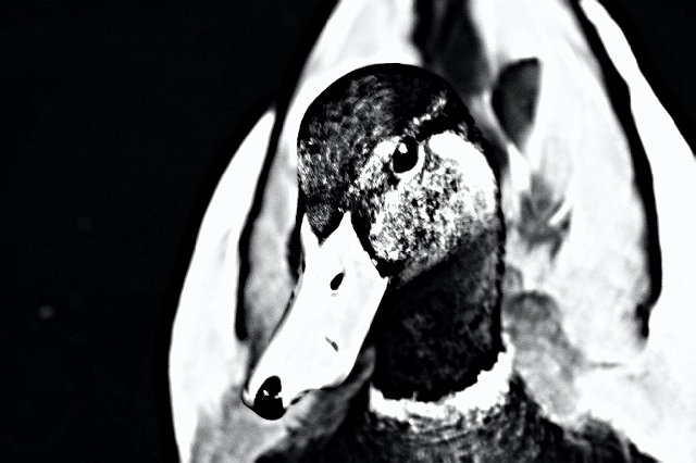 Bianco&Nero - Germano Reale