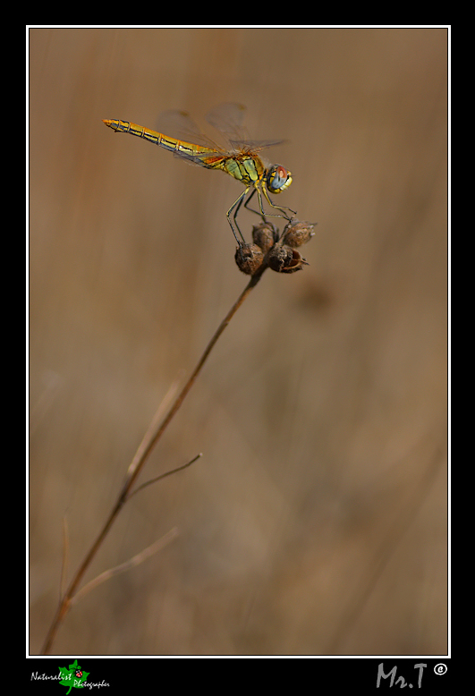 ...Un p� di colore...