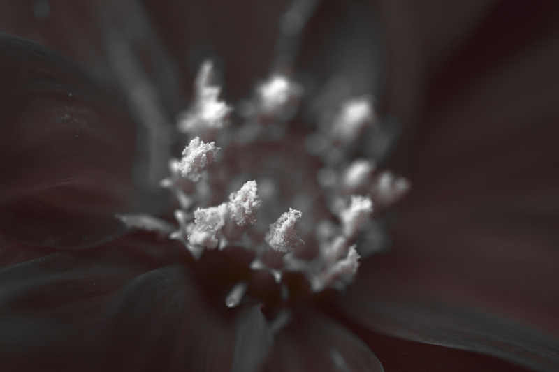 La Sensazione Del Fiore