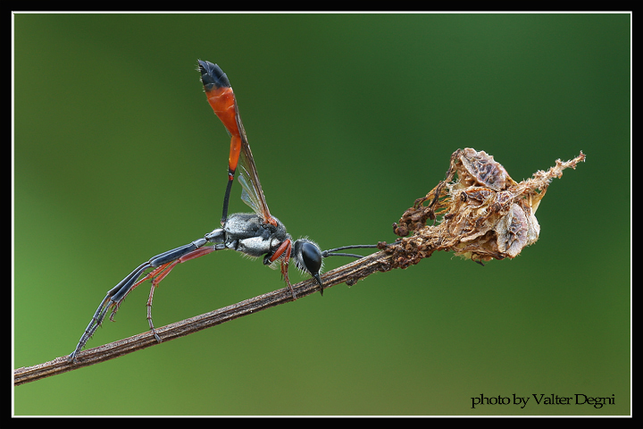 Dormiente (Ammophila sabulosa)