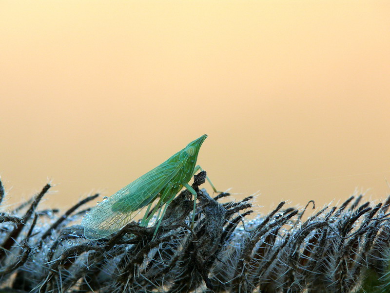Insettino di mattina presto