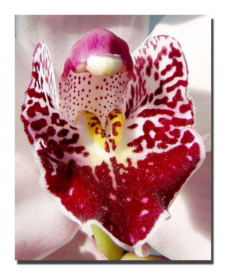 Orchidea