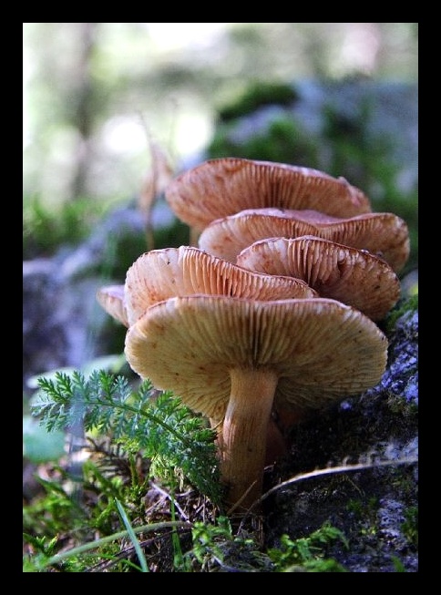 Esplorando il sottobosco.