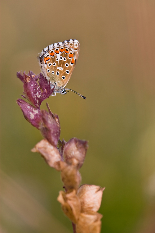 la fogliolina pi� colorata