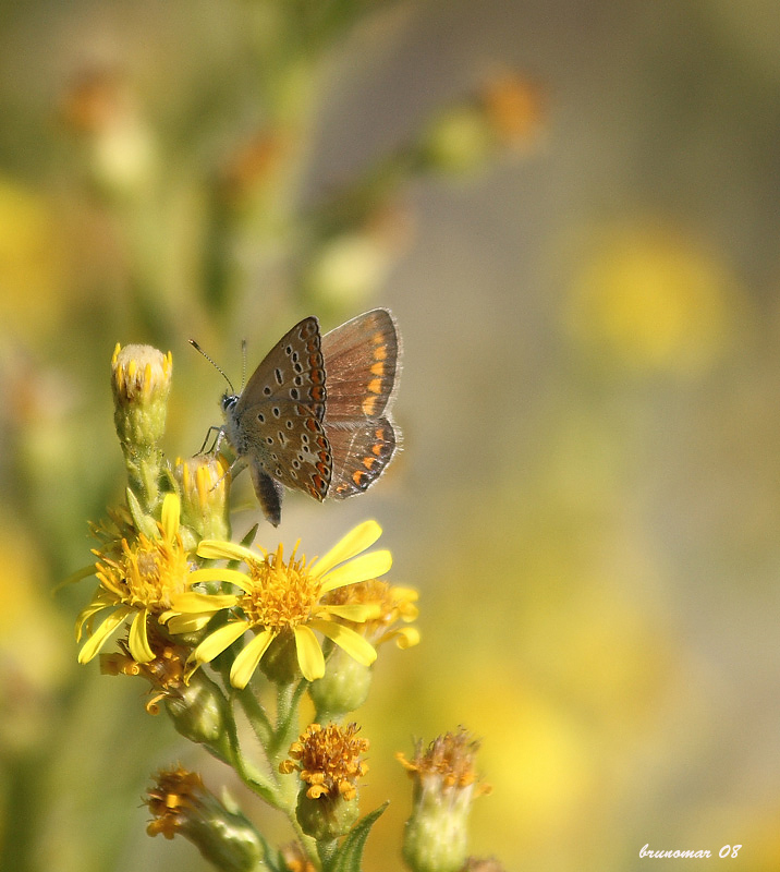 Farfalle e colori di uno splendido Ottobre