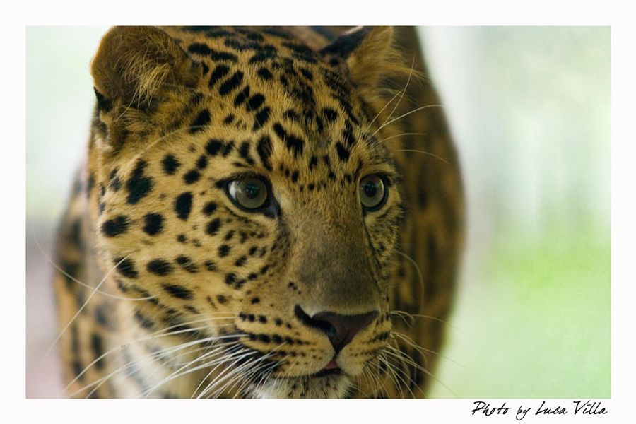 Lo sguardo del cacciatore