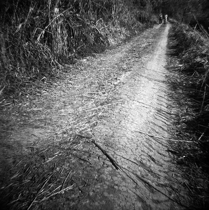 Immagini dal padule #4