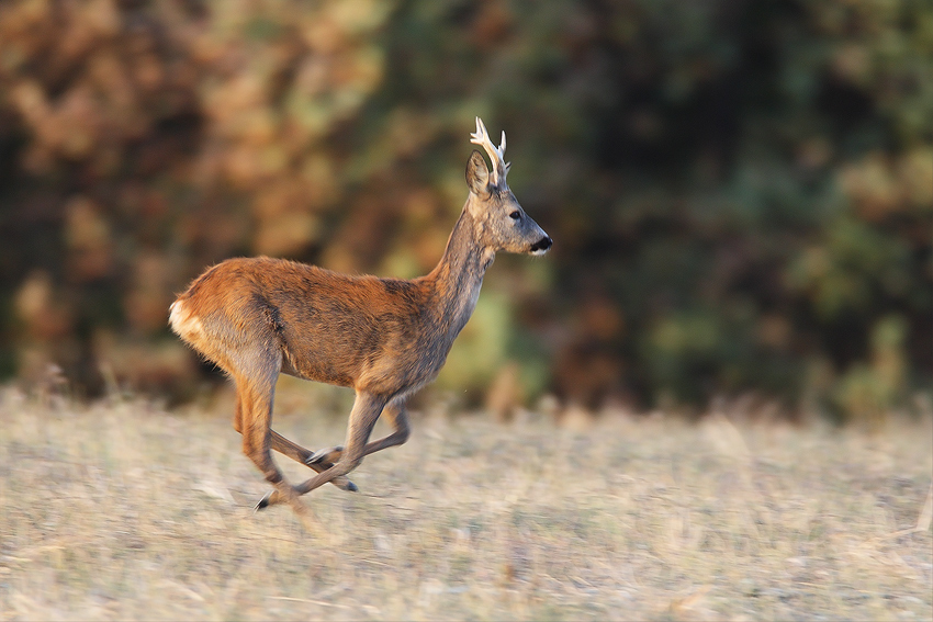 Capriolo in corsa...