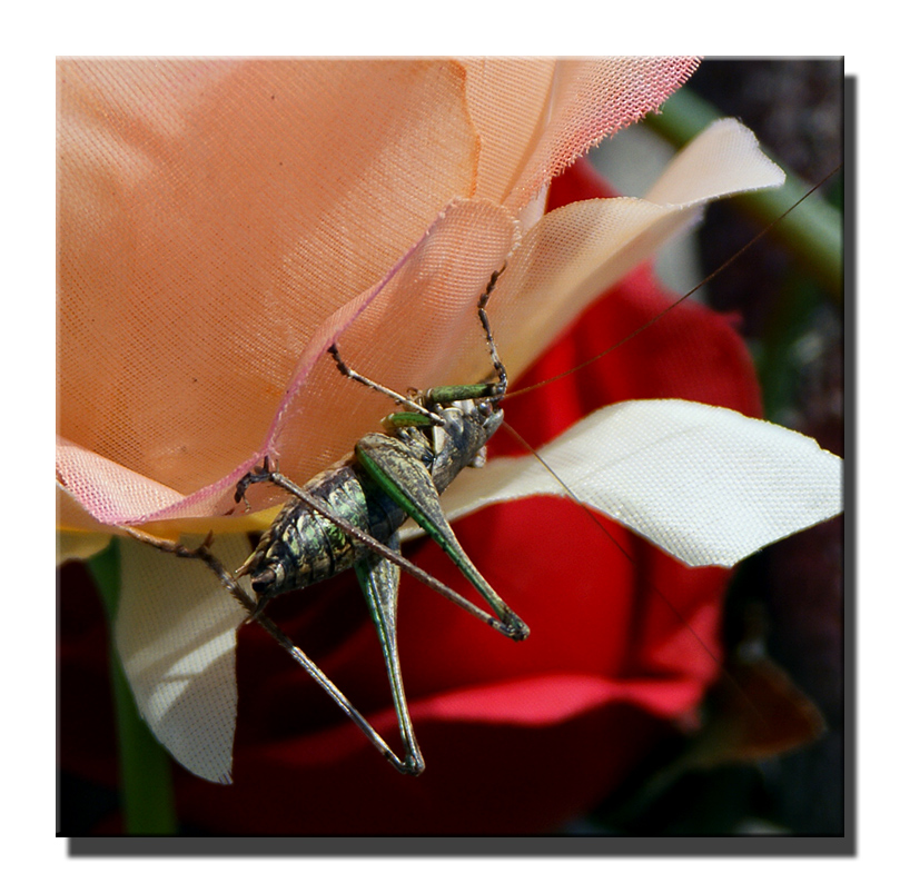 Grillo vero su rosa finta