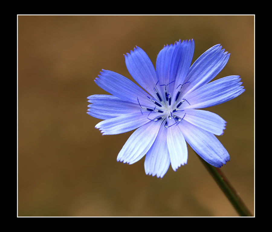 Fiorellino autunnale