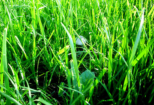 Funghetto nel giardino :D