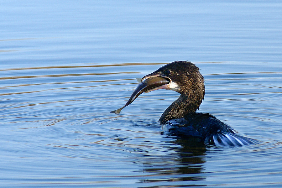 Marangone minore: buon appetito!
