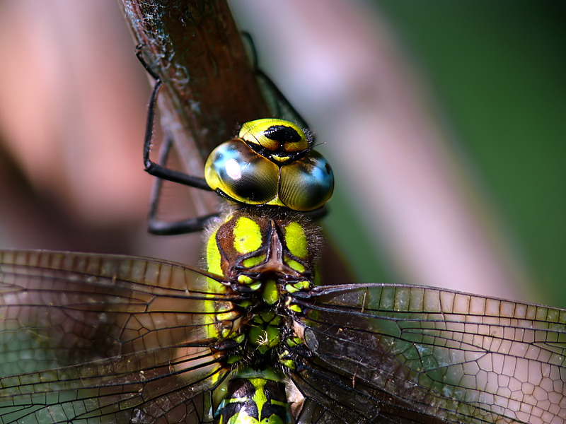 La bella di ieri....