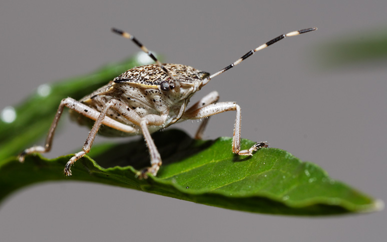 Ospite entrato in casa: mio primo invio sul forum