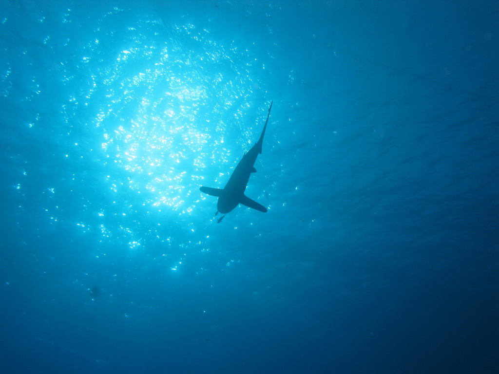 Incontri ravvicinati a Daedalus Reef
