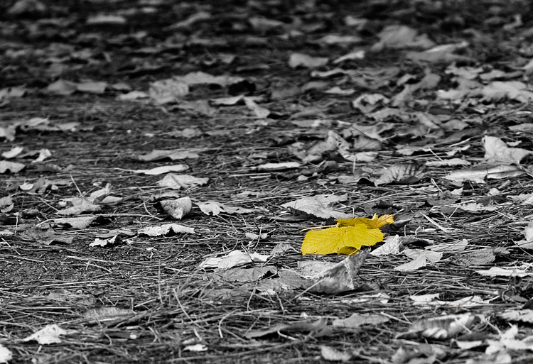 Giallo d'autunno!