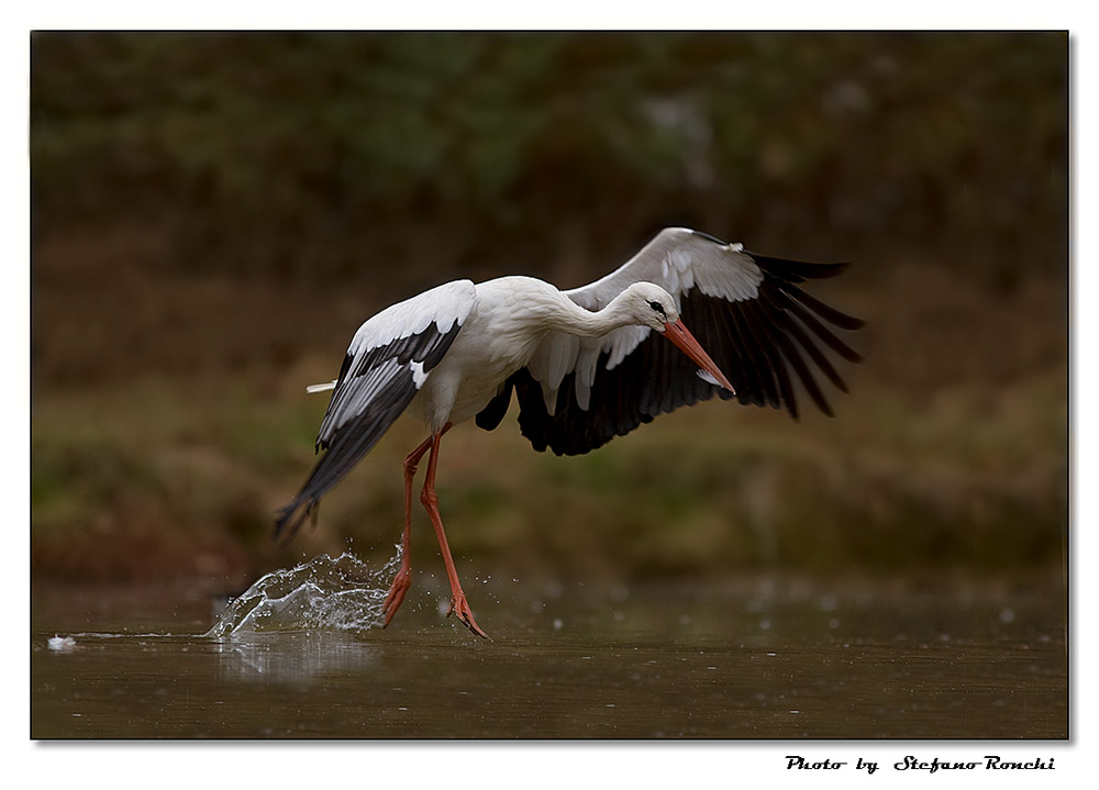 Due salti sull'acqua