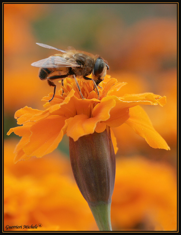 la mosca di hallowen