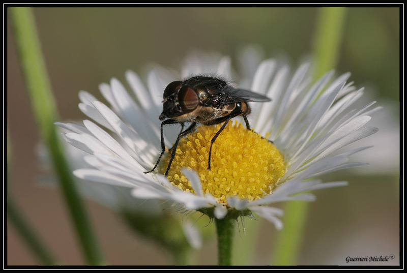 margherita con passeggero