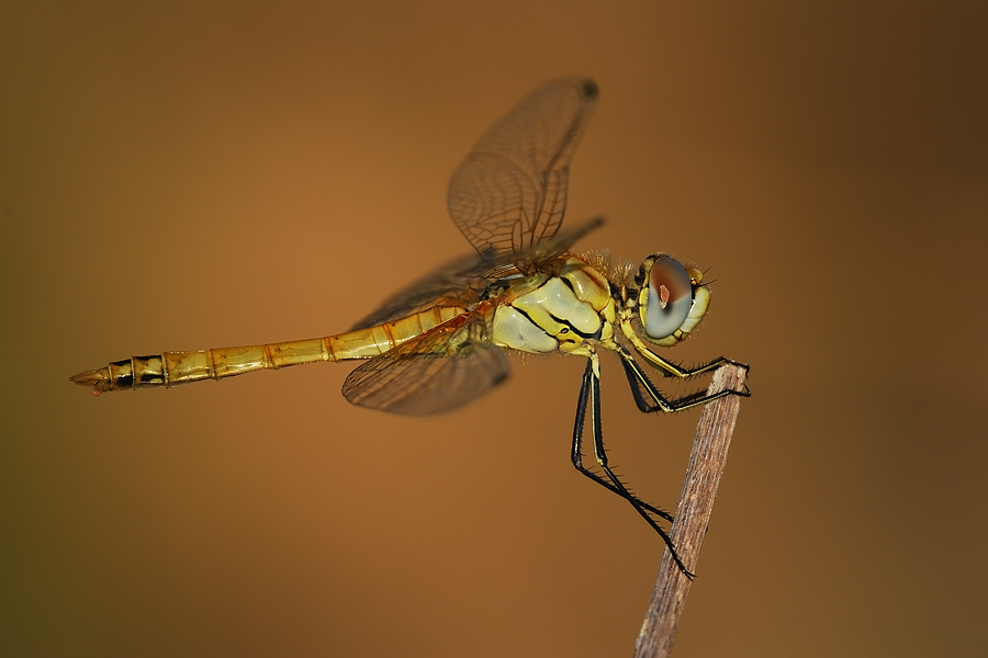 .... sotto il caldo di luglio