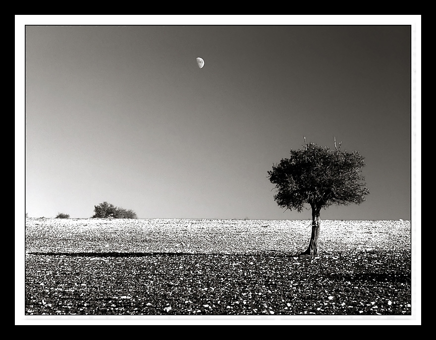 ...THE MOON & THE TREE