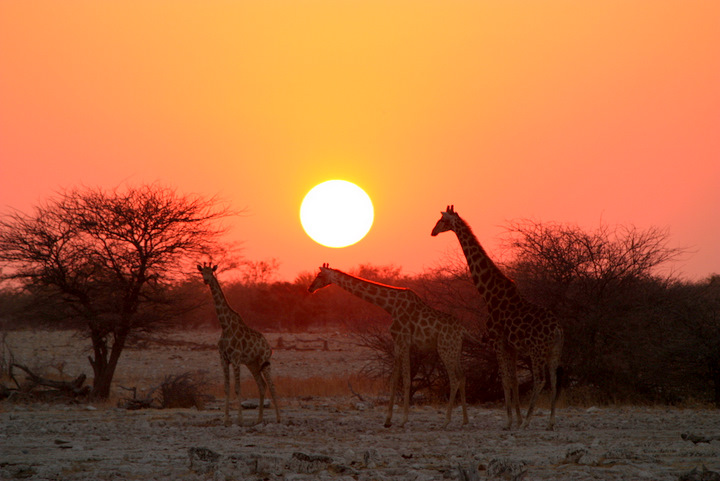 Namibia, giraffe al tramonto