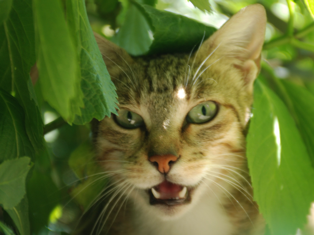 nulla da invidiare alle cugine del Bengala