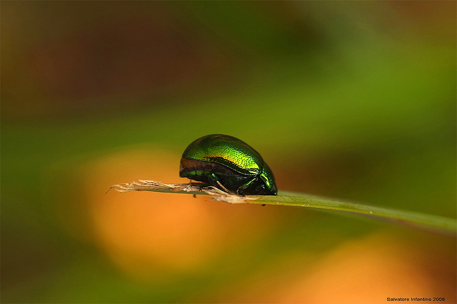 ...� solo un pretesto...