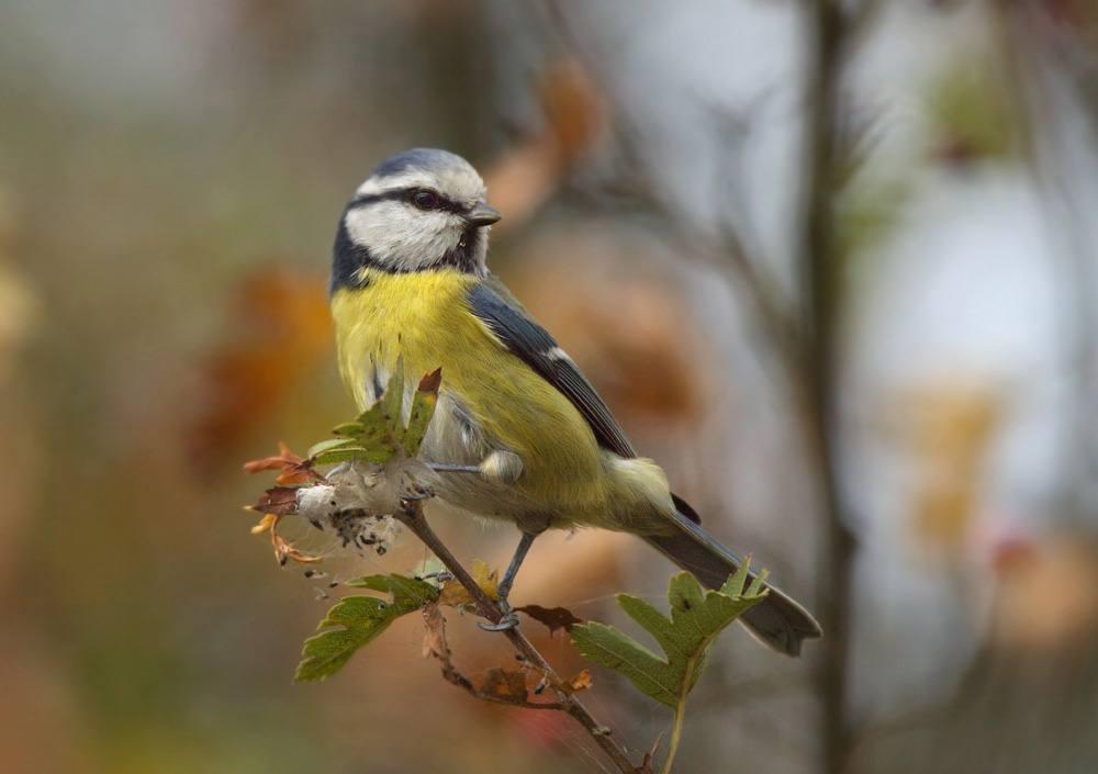 cinciarella d'autunno