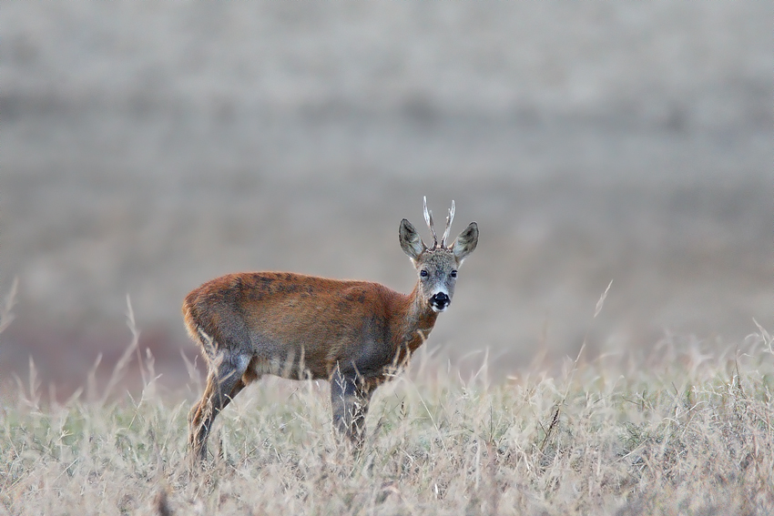 Capriolo nella Savana...