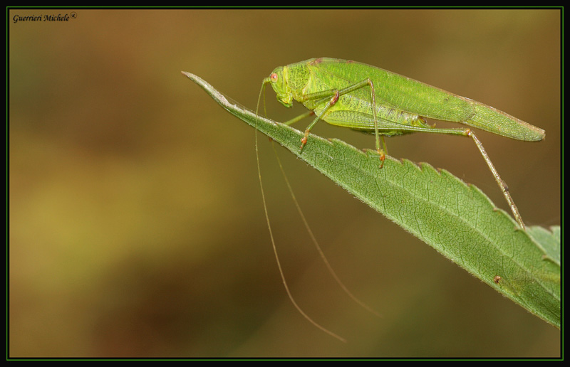 la cavalletta al verde (Phaneroptera)
