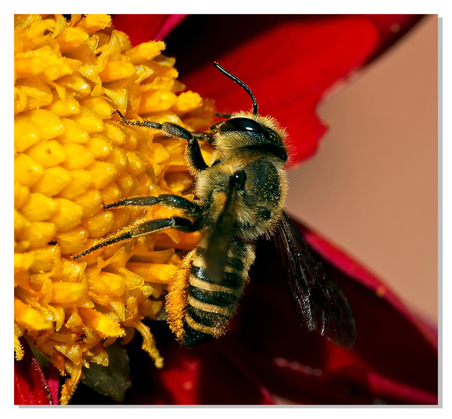 Piatto ricco.....mi ci ficco!