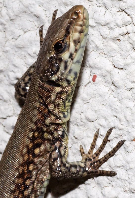 Cosa hai da guardare?