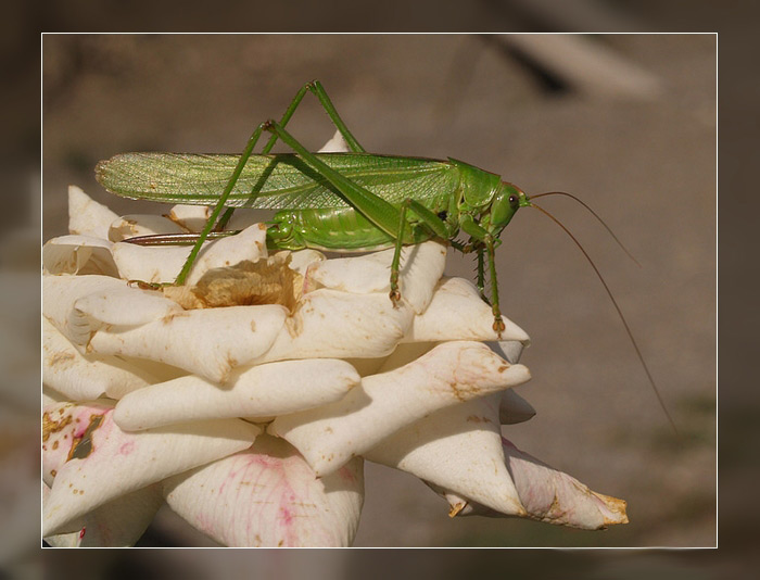 Quanto pesa sta parabolica
