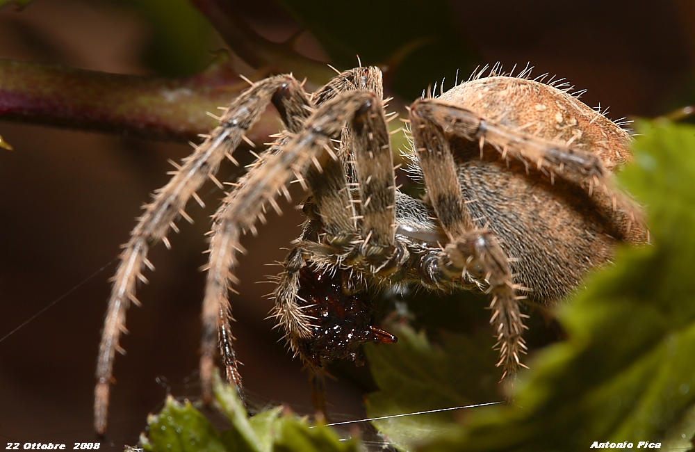 Ragno maschio
