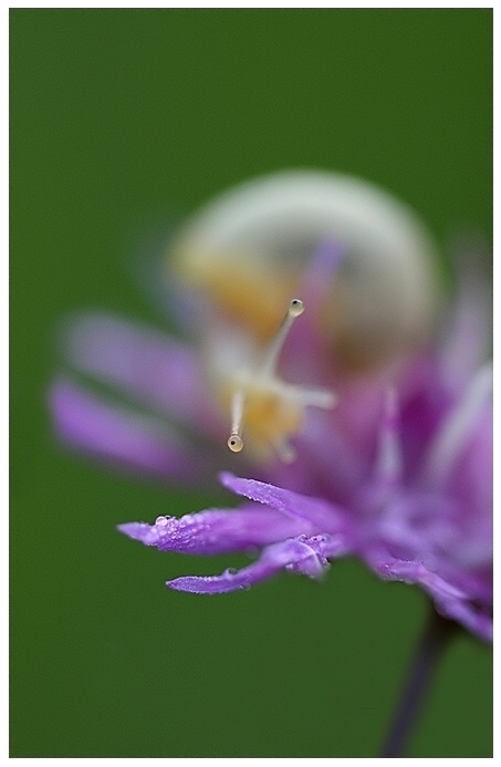 Lumaca... o meglio le corna...