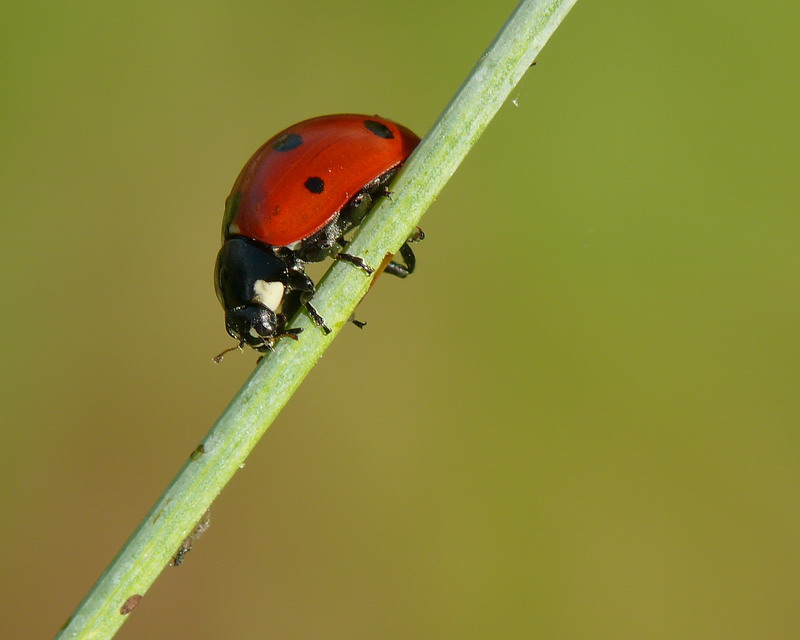 Coccinella