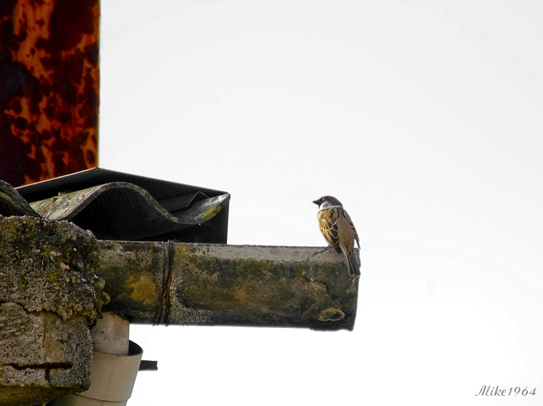 Uccelletto cittadino