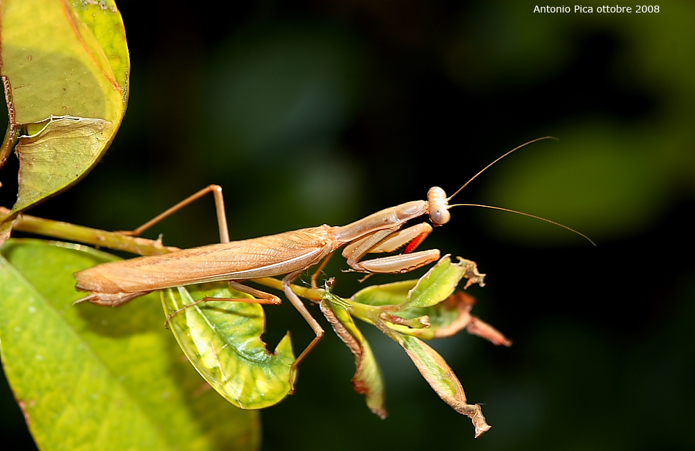 Finalmente ecco la prima
