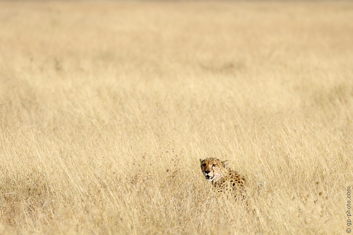 Ghepardo nell'erba alta