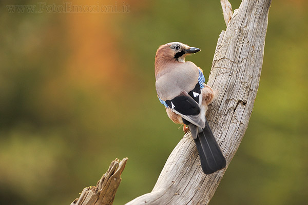 Ghiandaia (Garrulus glandarius)
