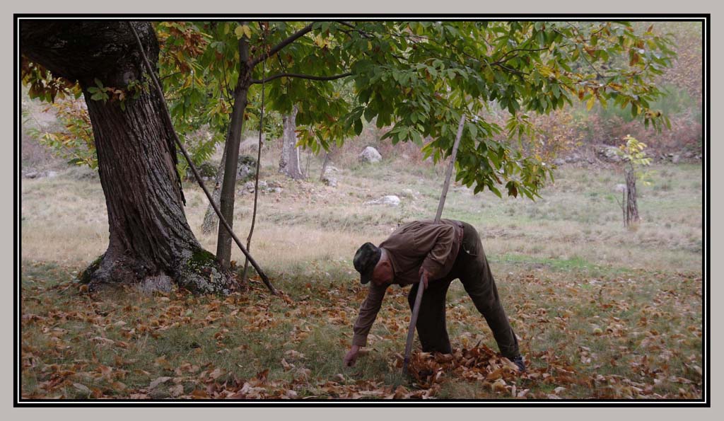 raccoglitore di castagne