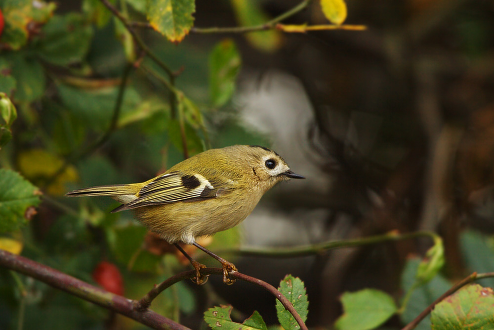 demonietto cio� regolo