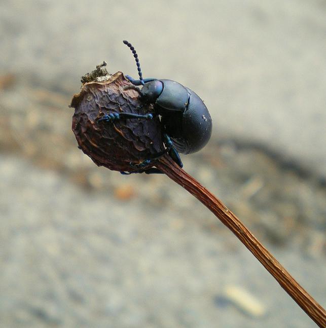 ogni scarrafon � bell � mammma soja