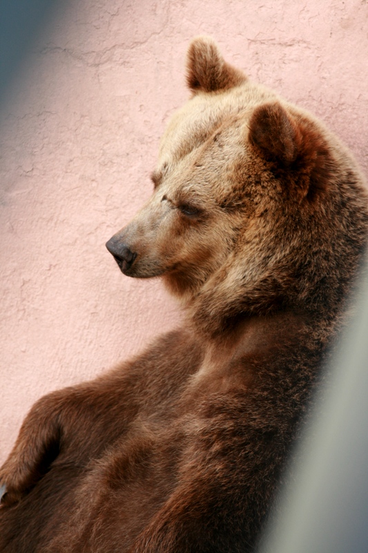 Attraverso le sbarre...