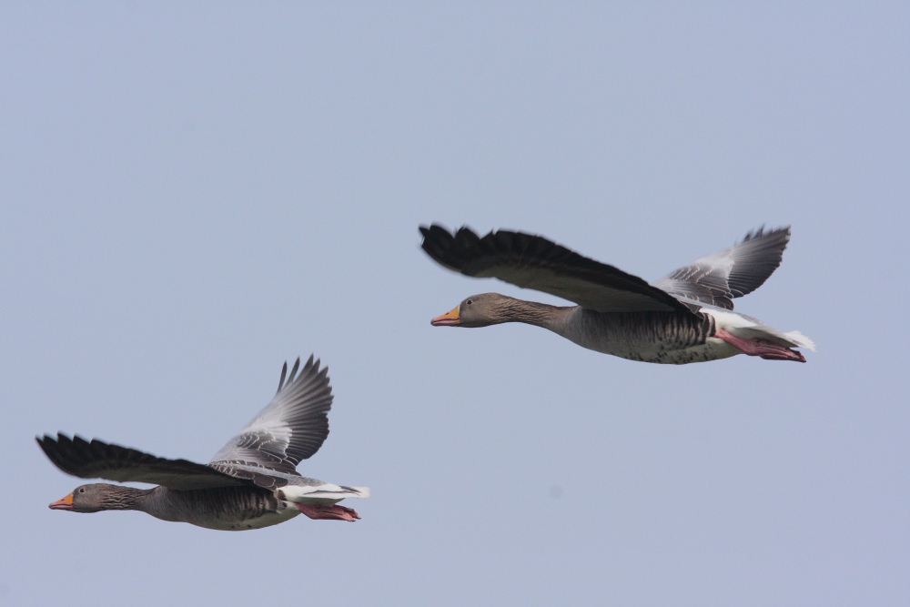 In due si vola meglio ..............