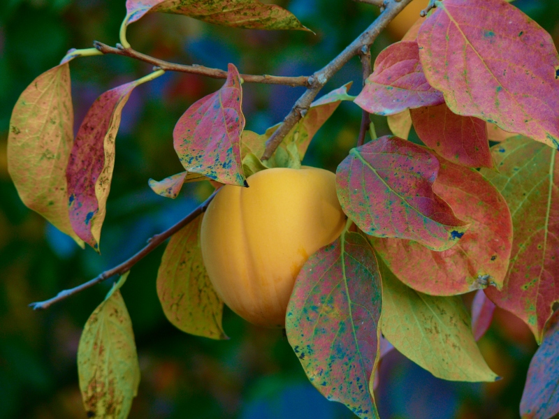 I colori dell'autunno (2)