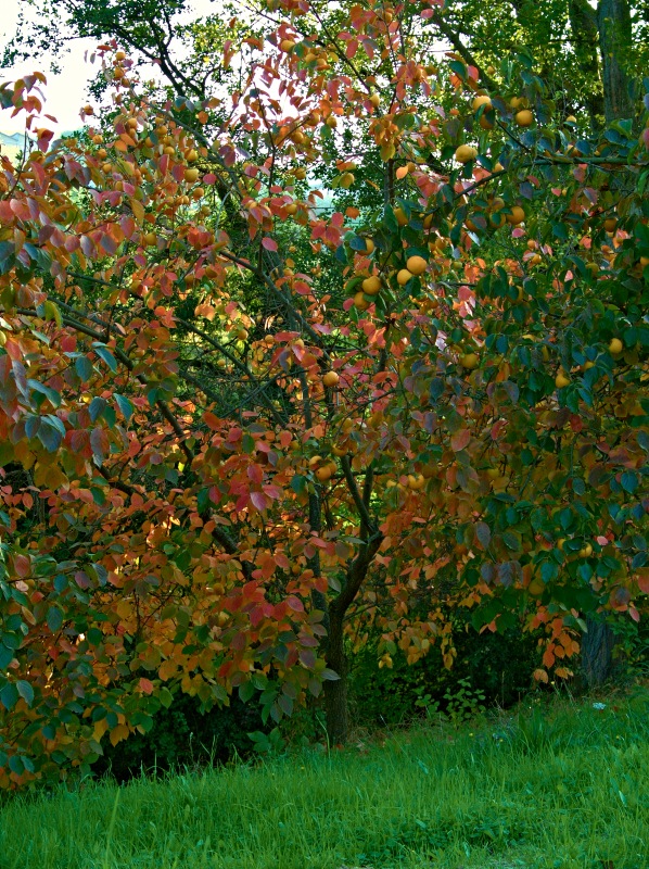 I colori dell'autunno (4)